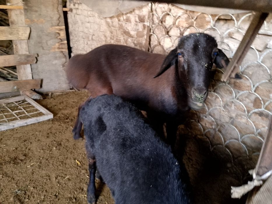 Yirik qochqor  boyi 90 + cm