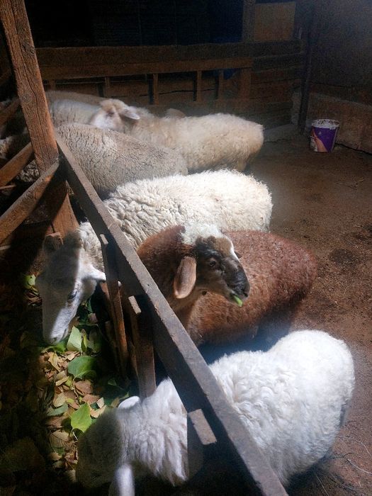 Продам баранов  разной породы