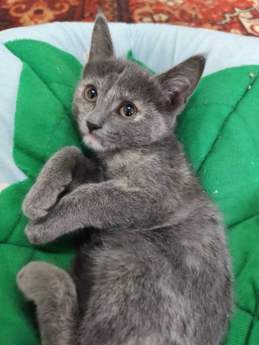 Пристраиваются замечательные котята