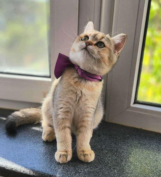 British Shorthair Golden cu pedigree