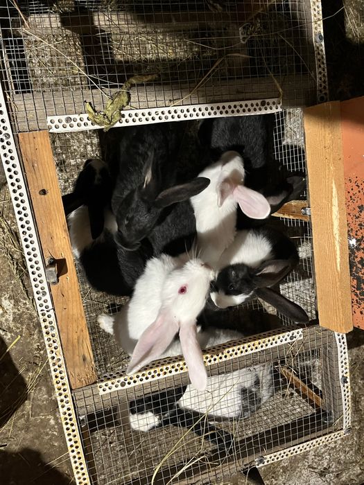 Iepurasi 2 luni si maturi