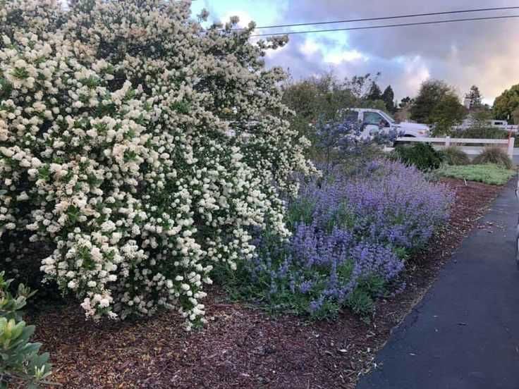 Цеанотусът (Ceanothus) или калифорнийският люляк