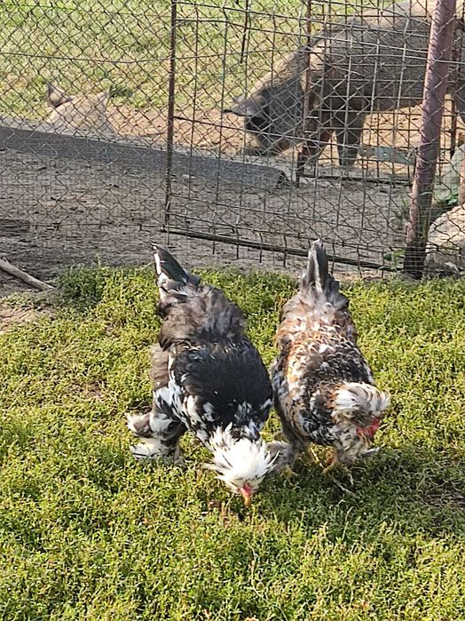 Pui Strumski și pui Combatant Urias