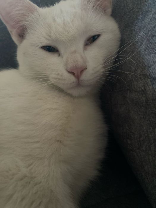 Кошка отдам в харошие руки