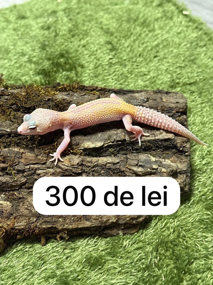 Soparla Gecko Leopard