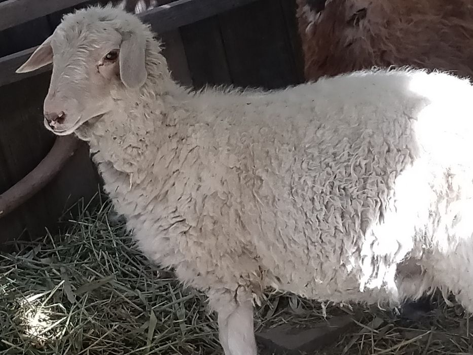 Продам баран бараникам цвет белый