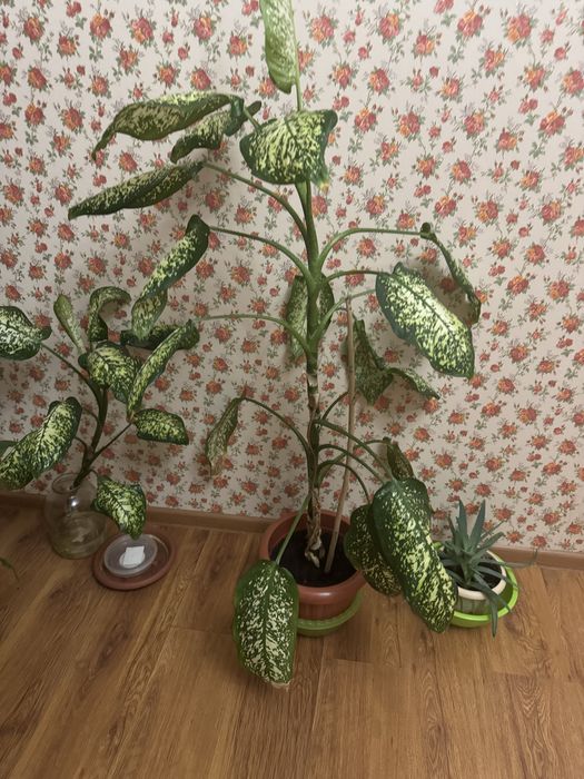 Продам комнатные цветы