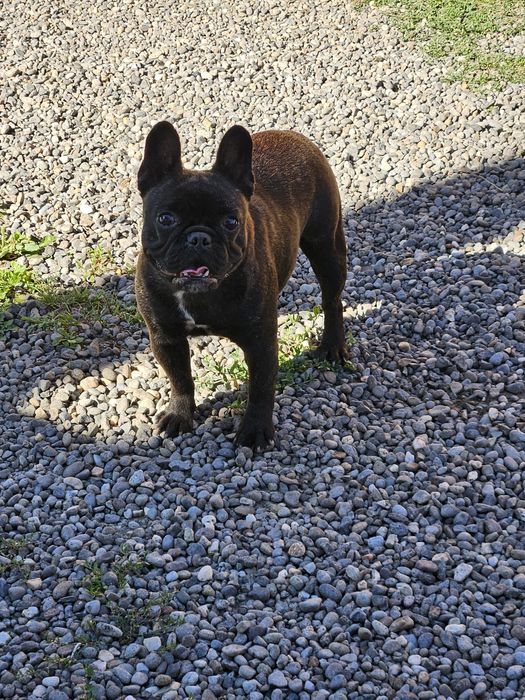 Bulldog francez Femelă