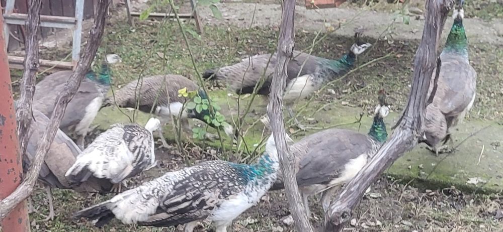 Pauni standard si umar negru