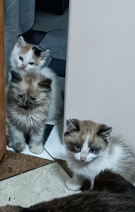 Дарю красивых котят