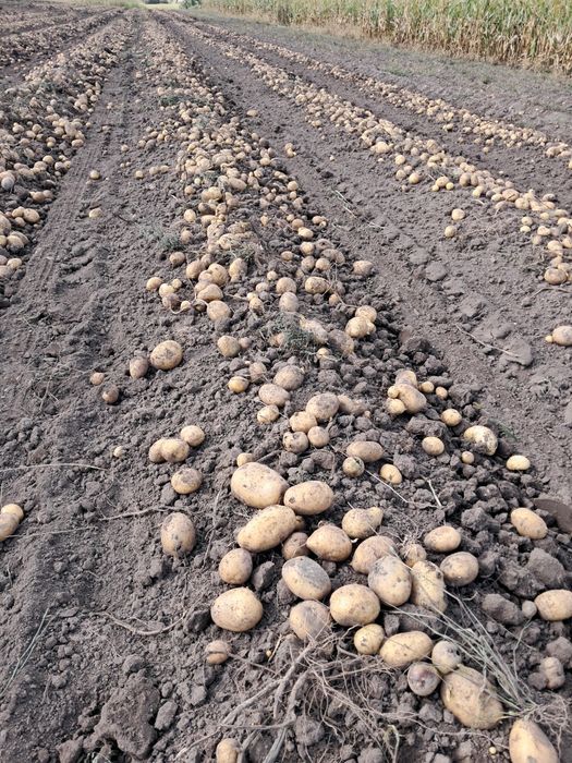 Cartofi mari de consum