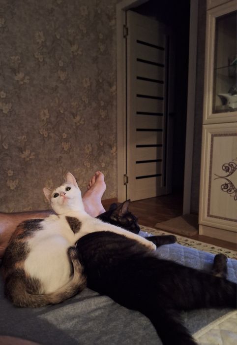 Отдам в добрые руки