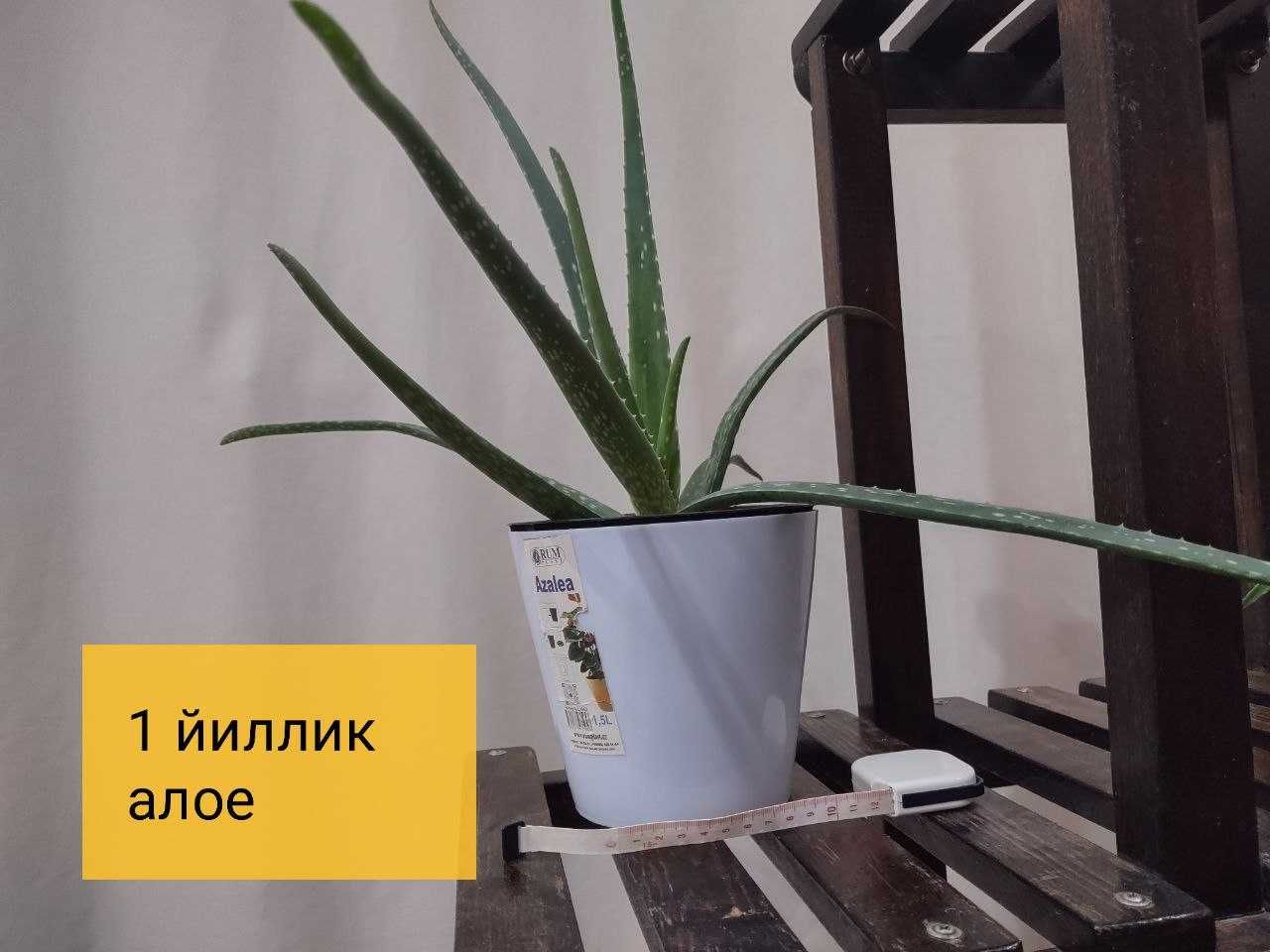 Алое гул сотилади