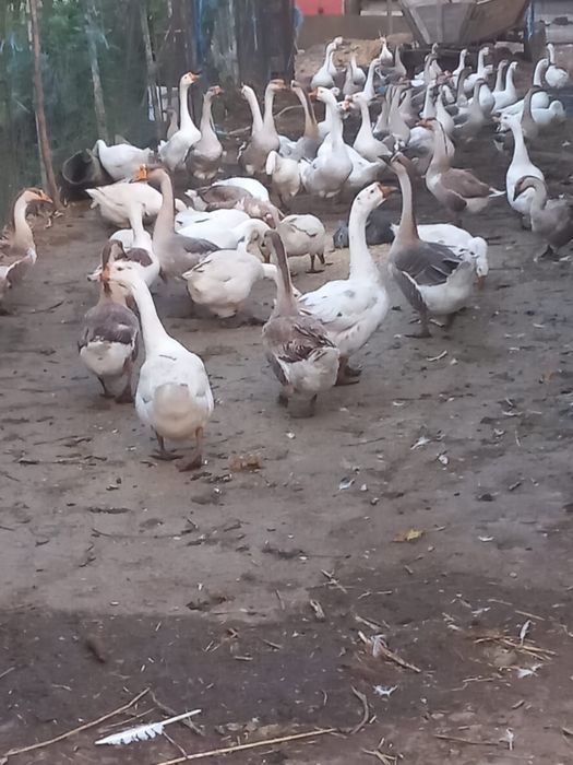 Gâște americane ouătoare