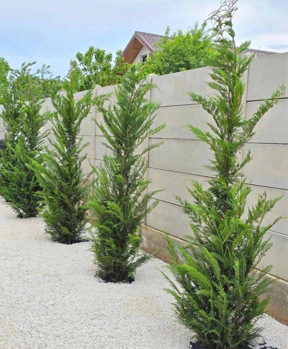 Plante ornamentale Leylandii – soluția perfectă pentru grădina ta