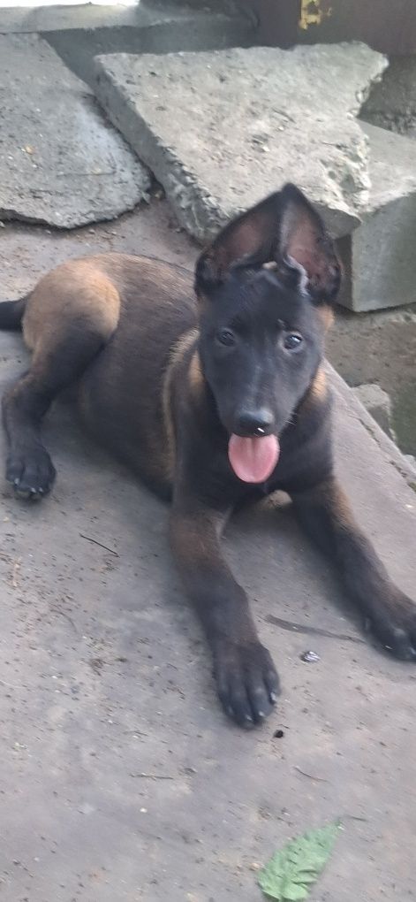 Ciobanesc belgian malinois