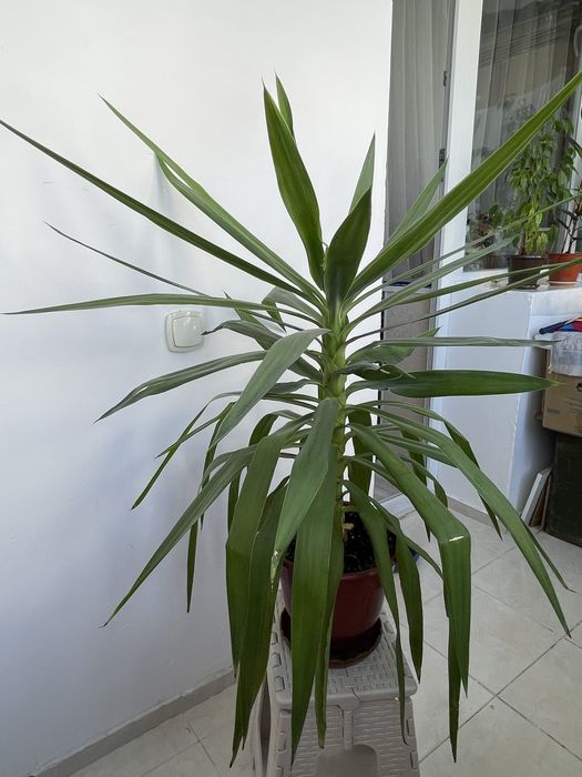 Юкка сатылады. Продается юкка.