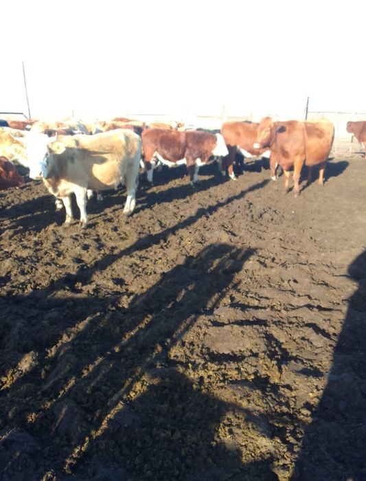 Приминаю заказ на соғым