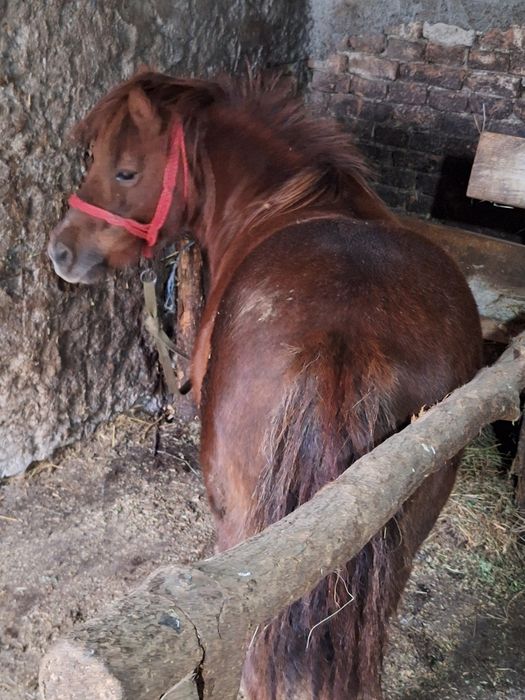 Vand poneita gestanta