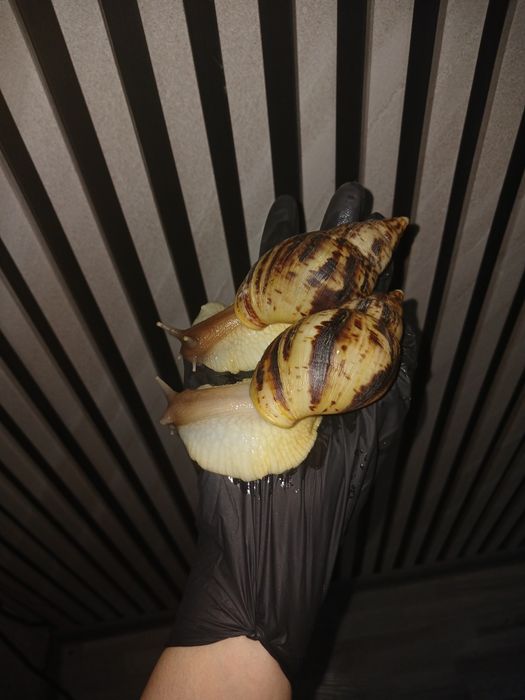 Axatina retikulyata axatina fulika albinos 8yarm 9sm tuxumga krgan