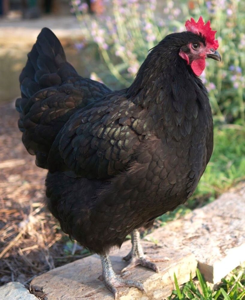 Oua gaini australorp