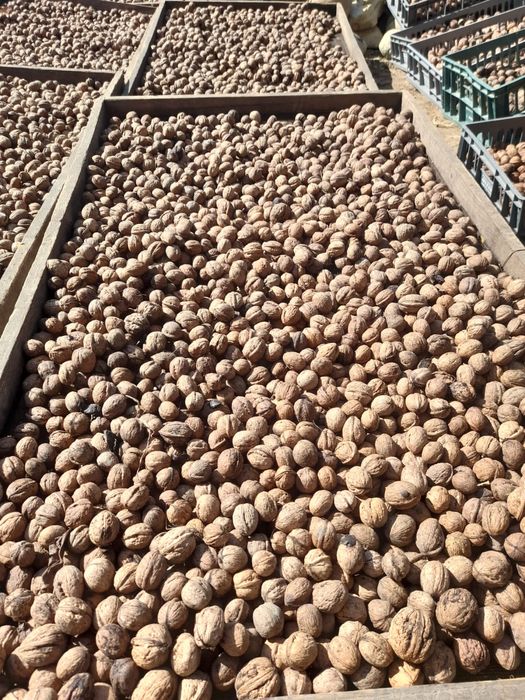 Nuca Noua Productie 2025