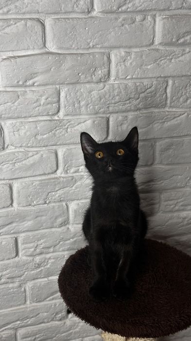 Котенок 3 месяца