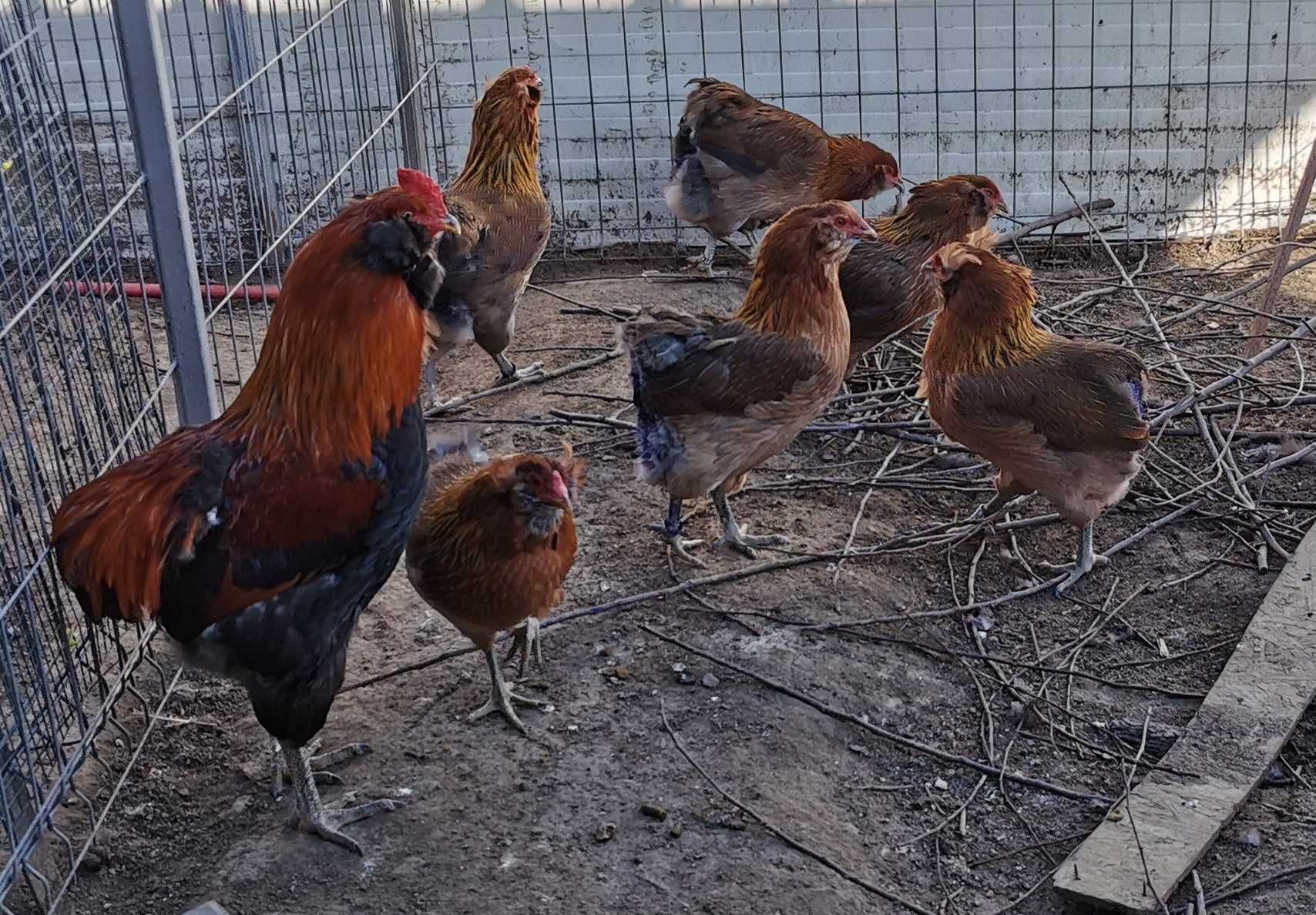 Oua Araucana Gat Auriu, rasa pura