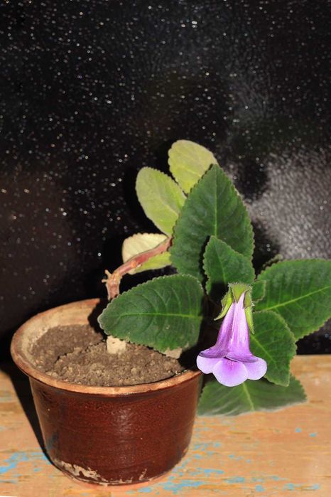 Годовалый цветок Глаксинии, Комнатные цветы