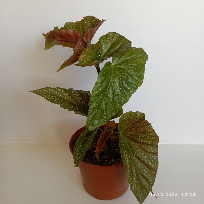 Бегония декоративно-лиственная крапчатая