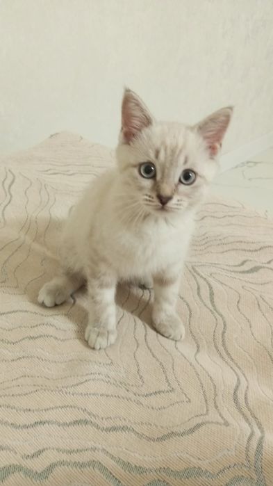 Отдам породистую кошку в хорошие руки