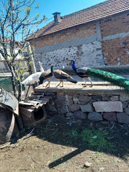 Мъжки пауни с.Воден