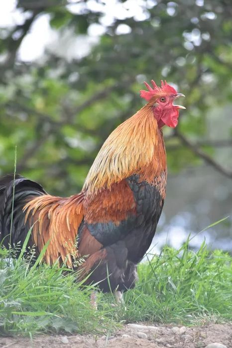 Xorozchalar sotiladi