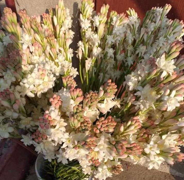 Bulbi de tuberoze albe, si gladiole