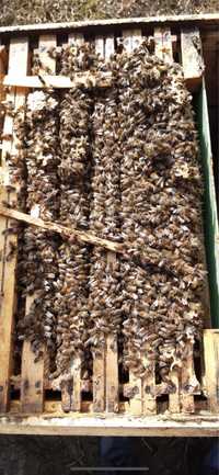Vând 11 familii de albine pe 10 rame. Regine 2023