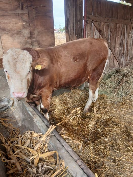 Taur de vanzare de 10 luni