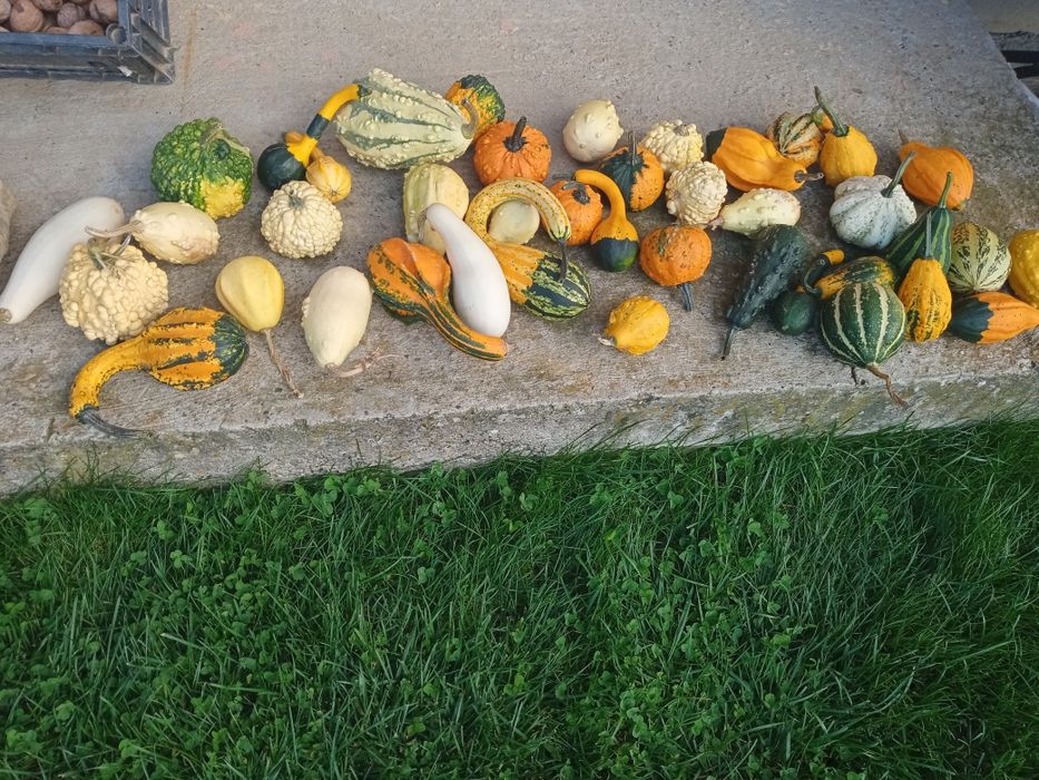 Dovlecei decorativi 6 buc