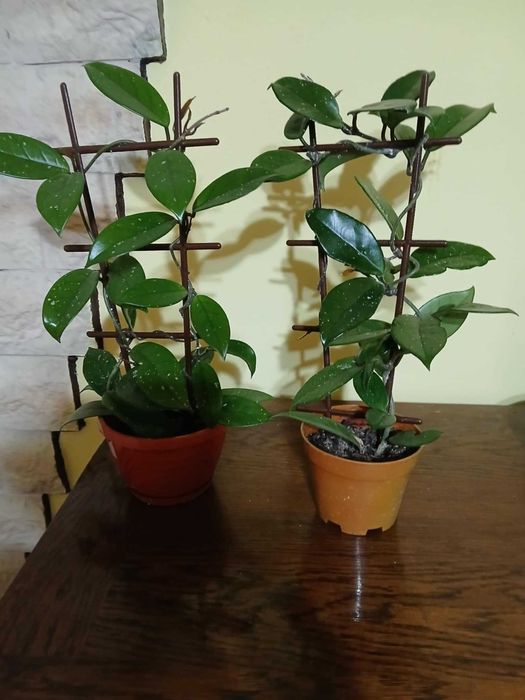 Vând plante de Lacrima Maicii Domnului