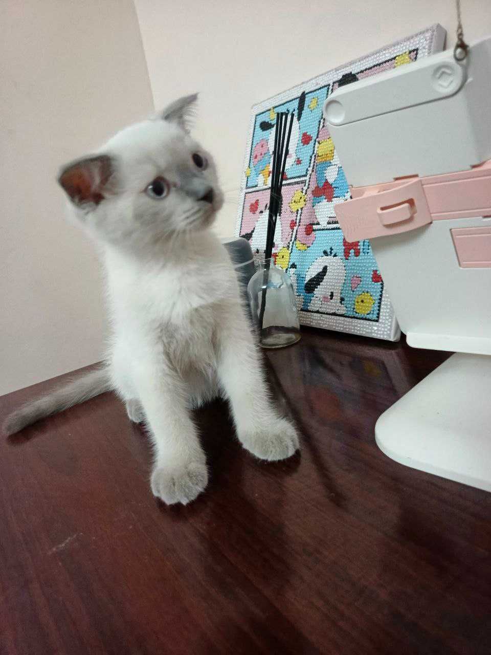 Продается котик.