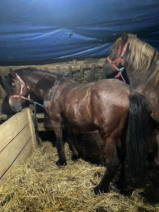 De vânzare harmasar