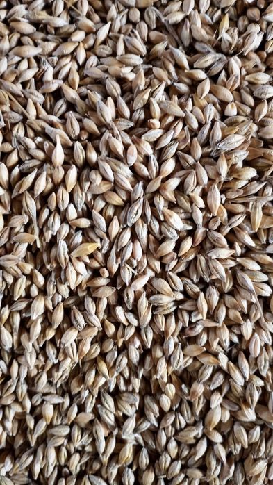 Продам ячмень в мешках 80тг за кг