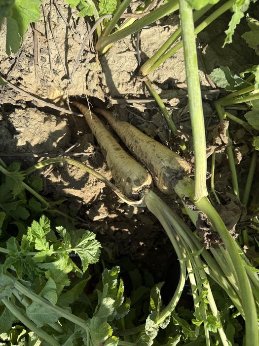 Vand ceapa si pastarnac