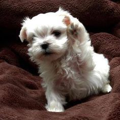 Bichon maltez mini toy