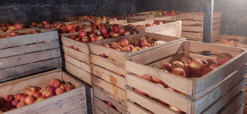 Vând mere românești