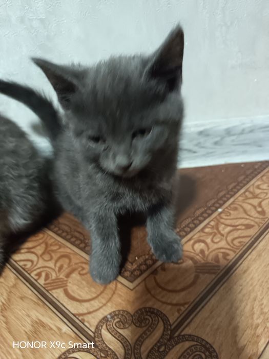 Зотли мушукчалар скотиш фолд