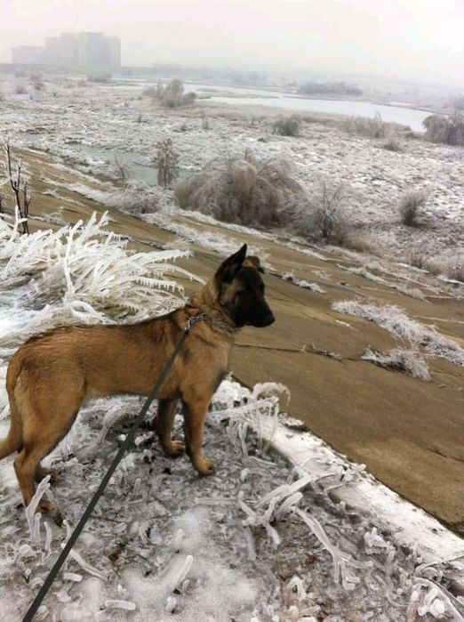 Dresaj cainii la domiciliu