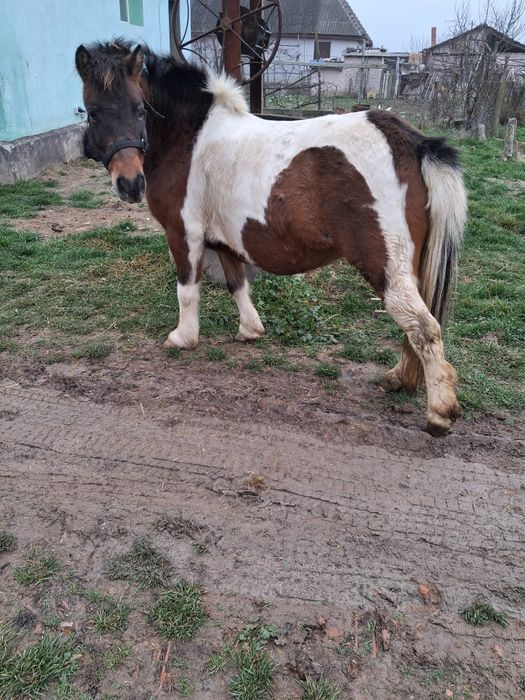 Vând poneita  gestanta