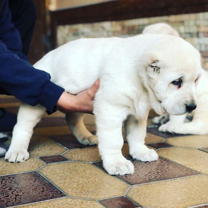 Белый медведь чисто кровный алабай