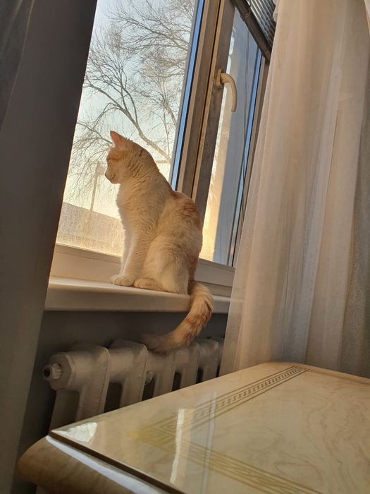 Отдам в добрые руки