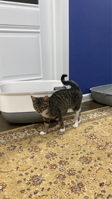 Отдам кошку в добрые руки.